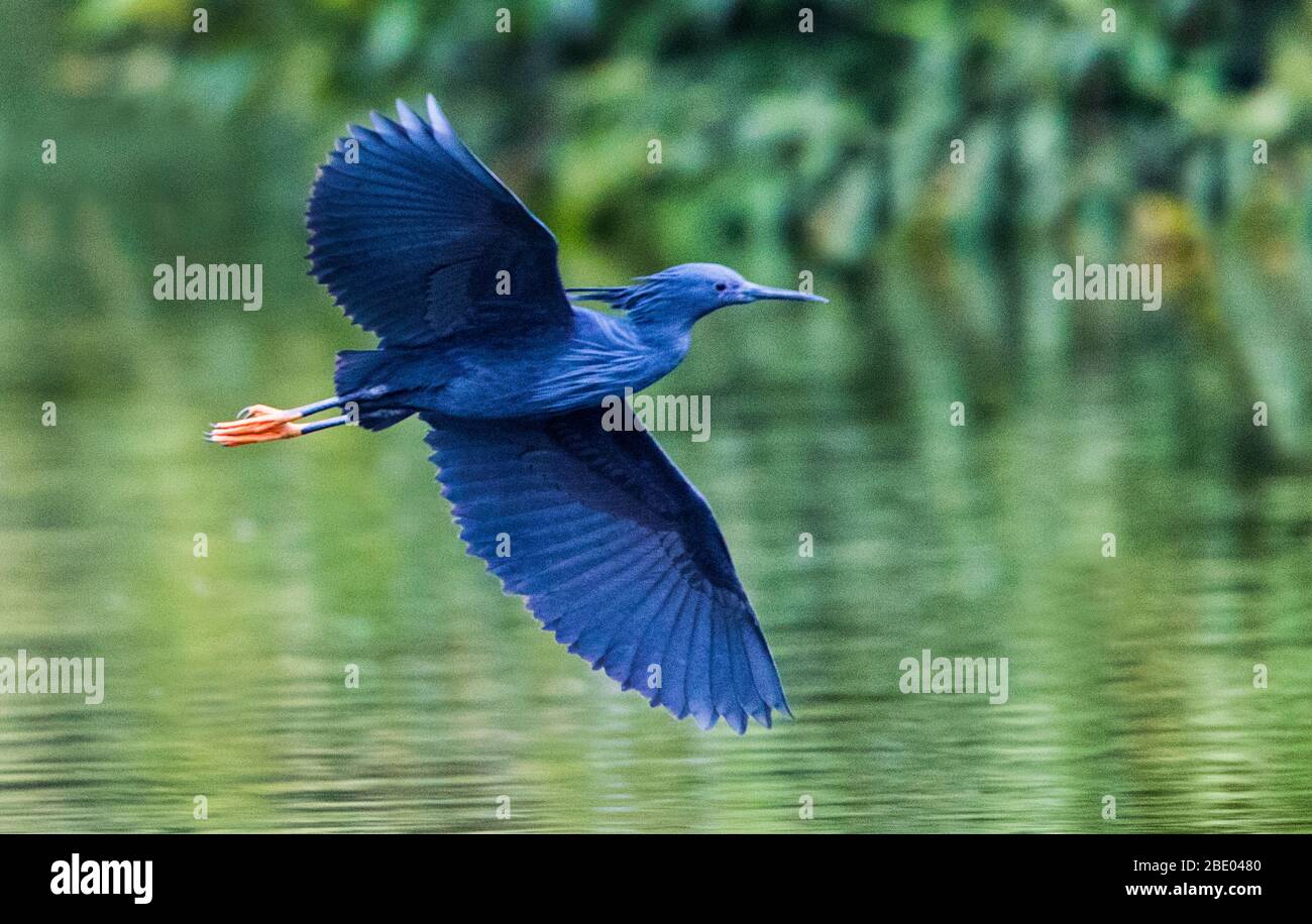 Dimorphic egret (Egretta dimorpha) in flight, Antananarivo, Madagascar ...