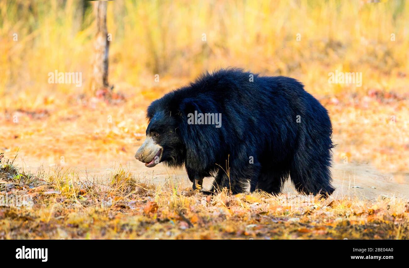 Sloth bear (Melursus ursinus) profile view, India Stock Photo