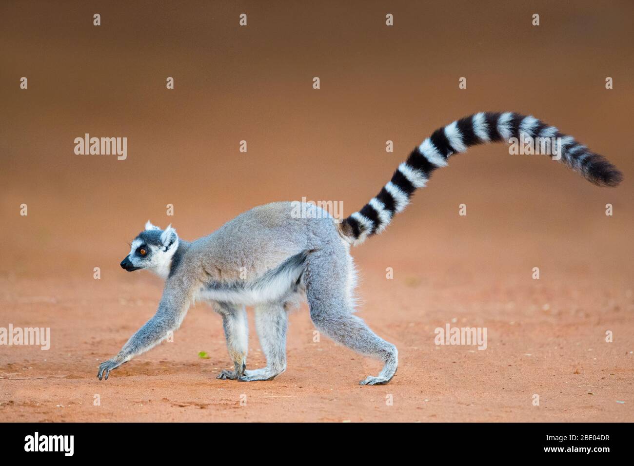 Ring-tailed lemur (Lemur catta), Madagascar Stock Photo