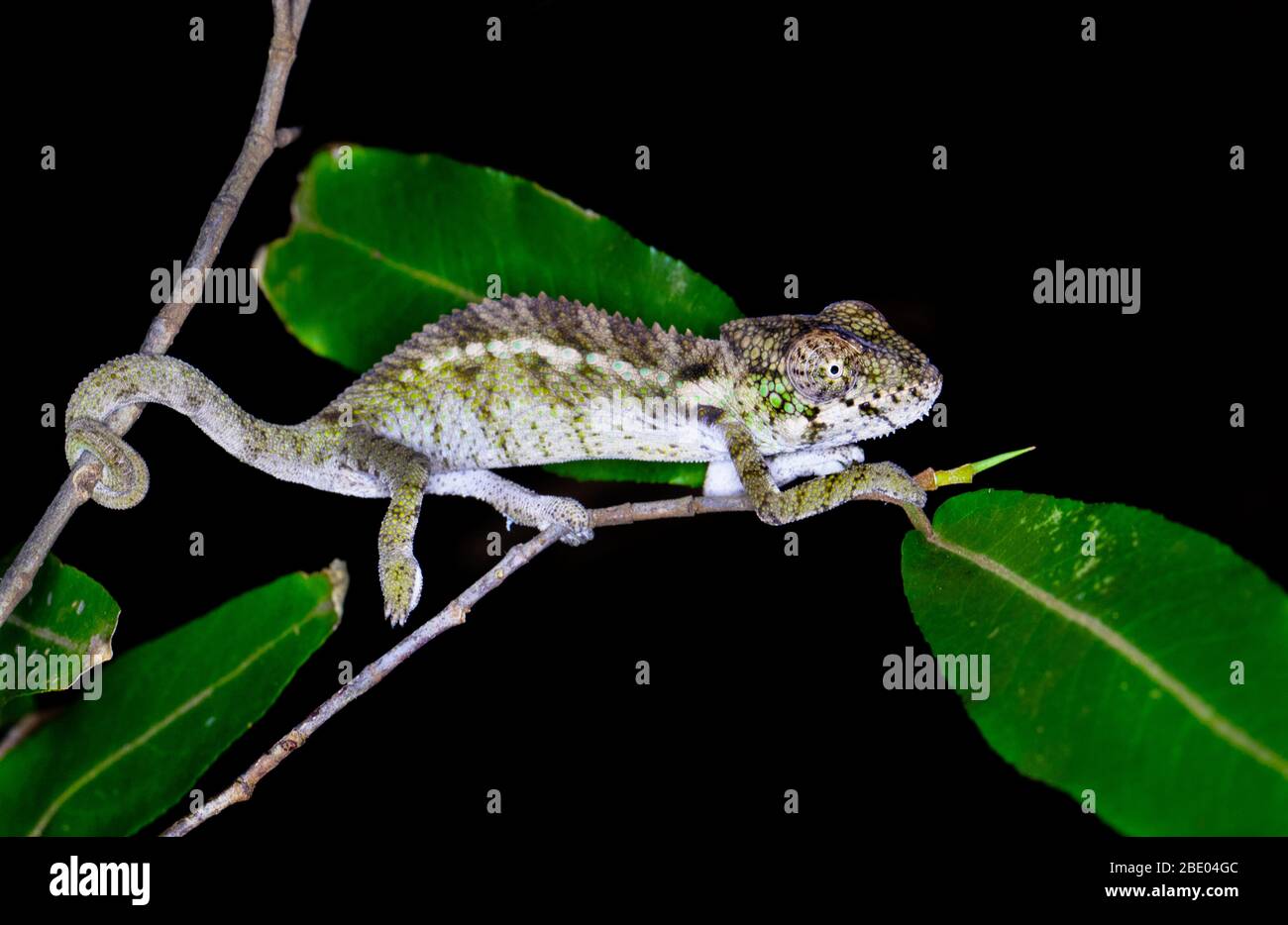 Spiny chameleon (Furcifer verrucosus) on twig, Madagascar Stock Photo