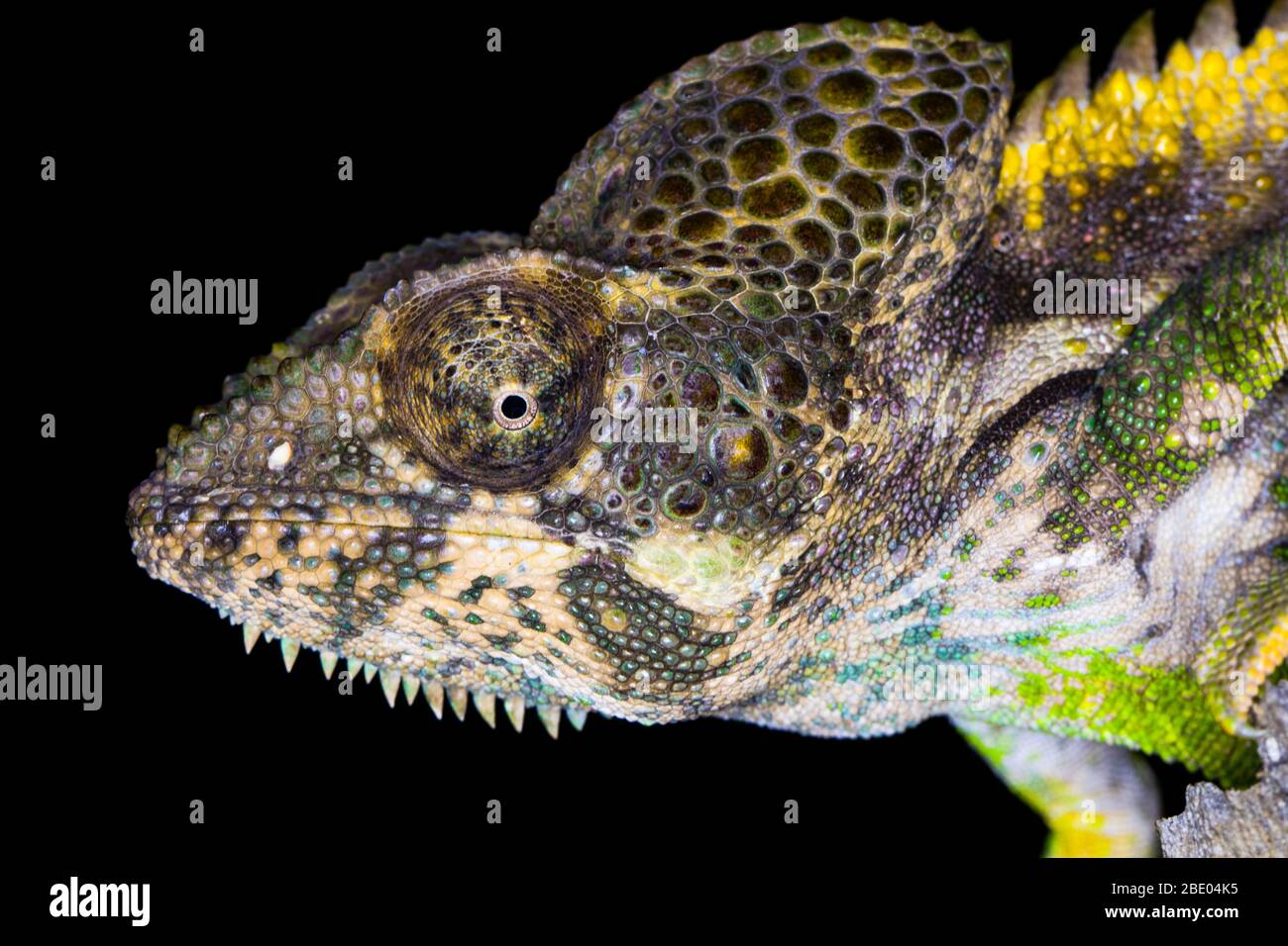 Spiny chameleon (Furcifer verrucosus) extreme close up, Madagascar Stock Photo