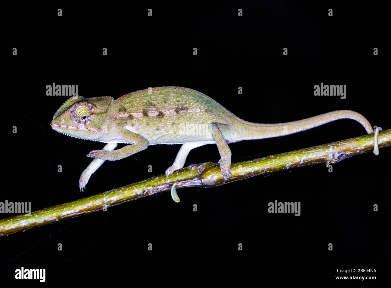 Carpet chameleon (Furcifer lateralis) on twig, Madagascar Stock Photo