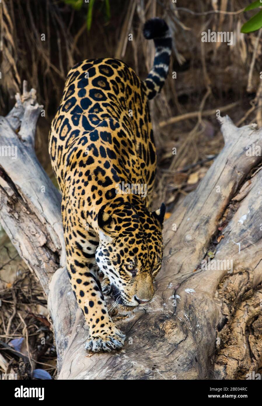 Jaguar (Panthera onca) prowling, Pantanal, Brazil Stock Photo