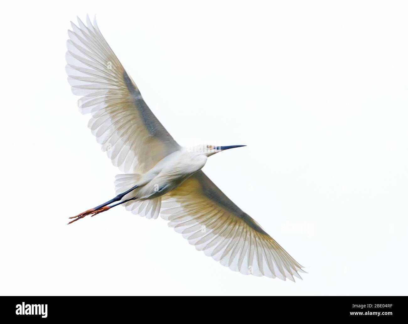 Dimorphic egret (Egretta dimorpha) in flight, Antananarivo, Madagascar ...