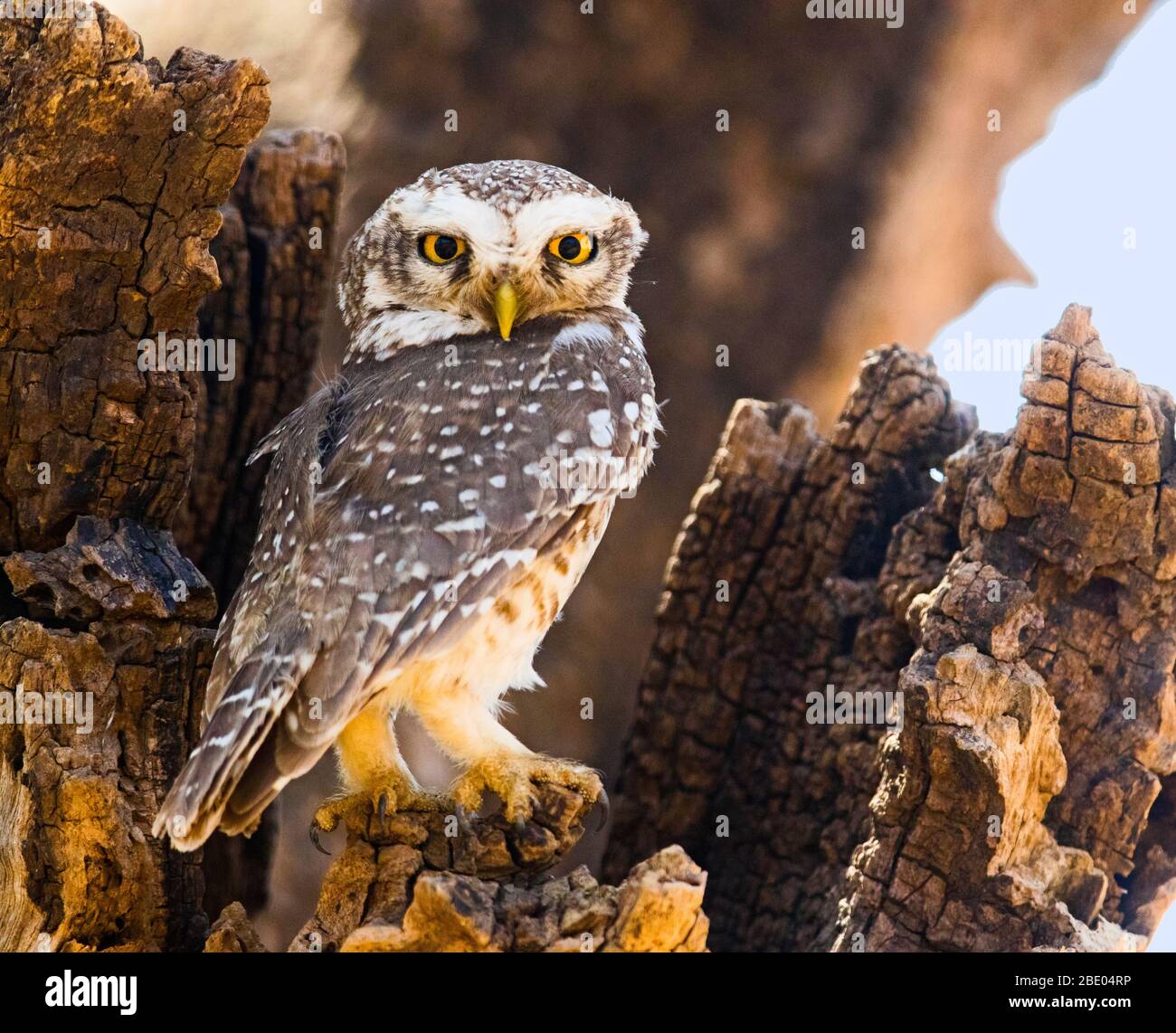 Spotted owlet (Athene brama) looking at camera, India Stock Photo