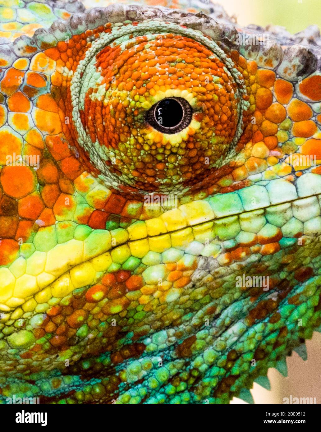 Extreme close-up of Panther chameleon (furcifer pardalis), Madagascar Stock Photo