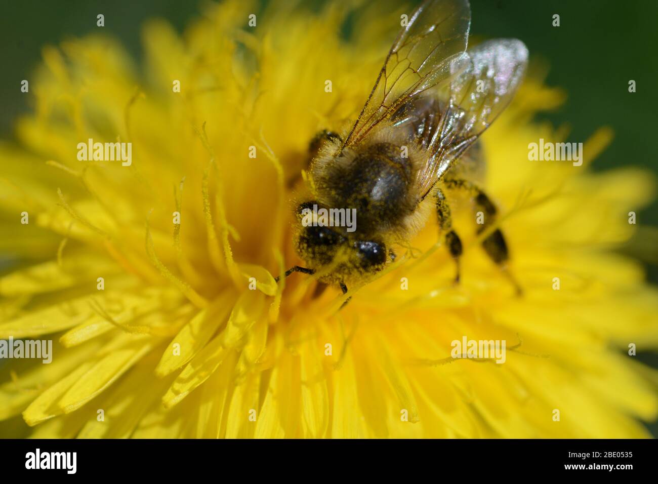 A honey bee collects pollen on a yellow flower Stock Photo