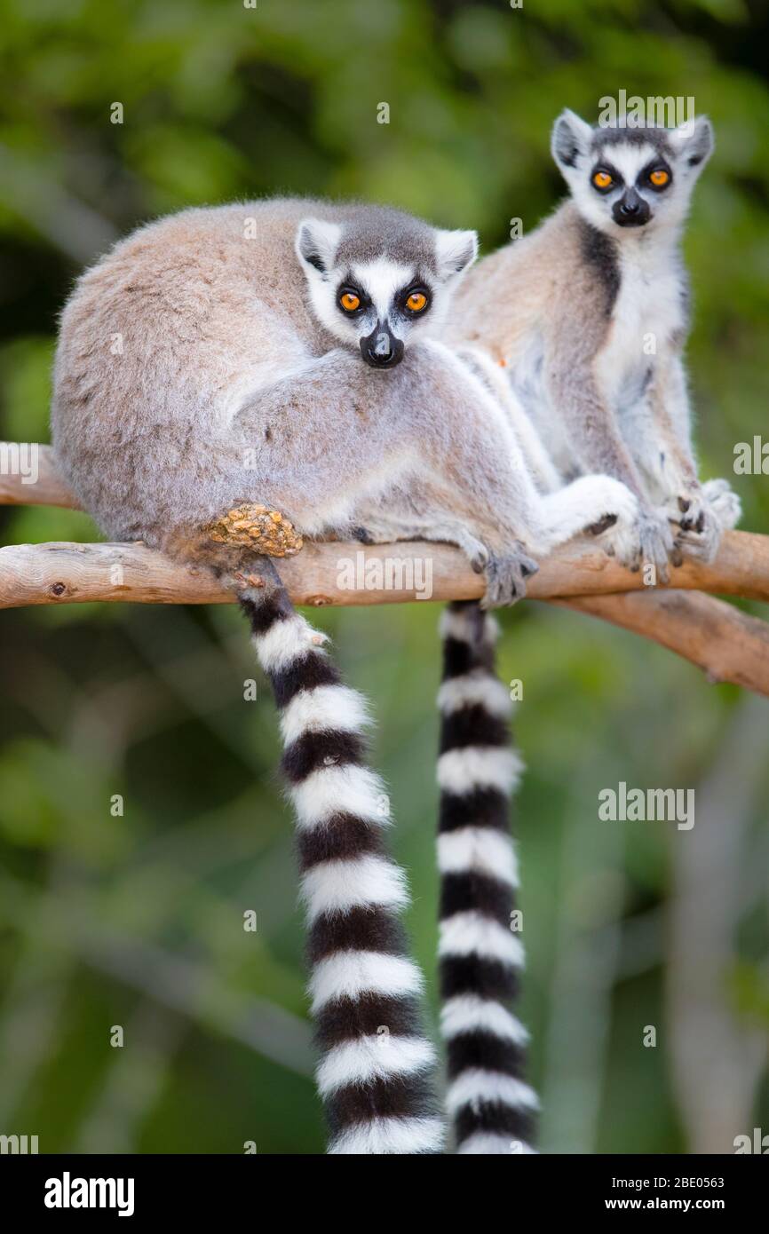 Ring-tailed lemurs (Lemur catta) looking at camera, Madagascar Stock Photo
