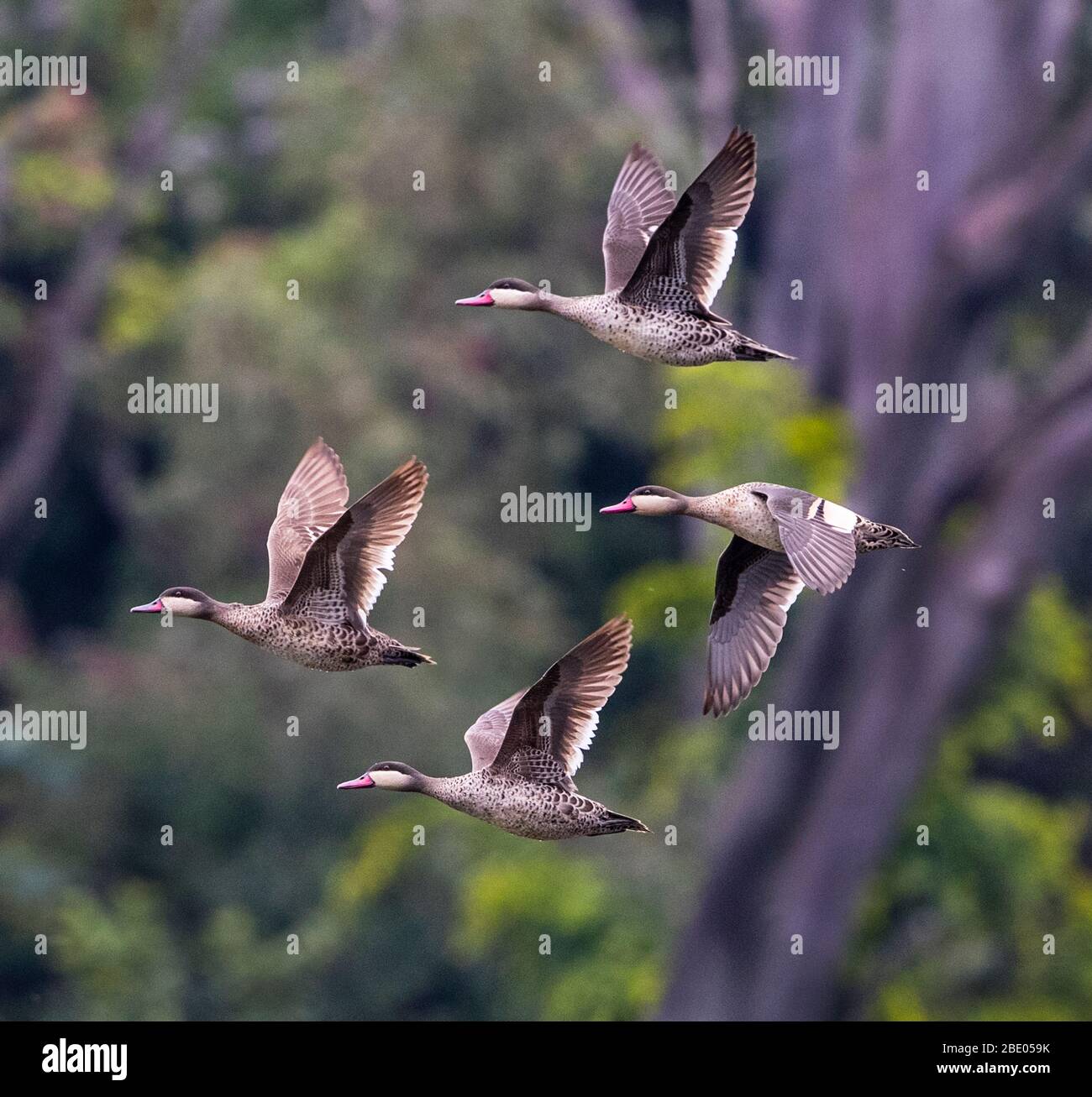 Four flying red-billed ducks (Anas erythrorhyncha), Antananarivo, Madagascar Stock Photo