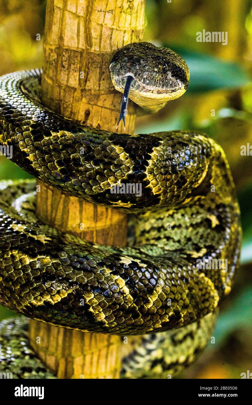 Close-up of Madagascar ground boa (Acrantophis madagascariensis