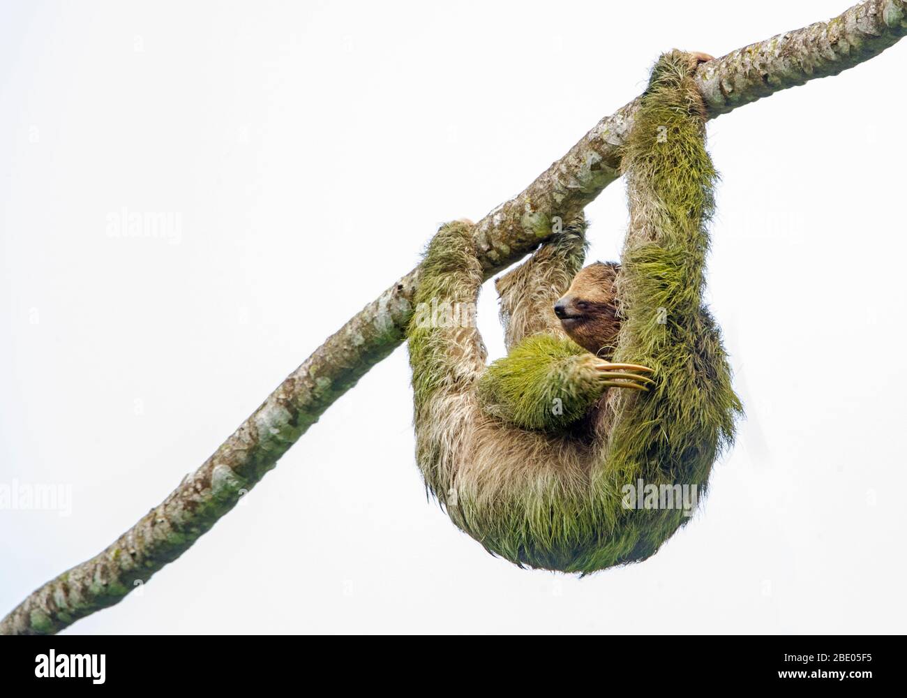 Three-toed sloth hanging from branch, Sarapiqui, Costa Rica Stock Photo