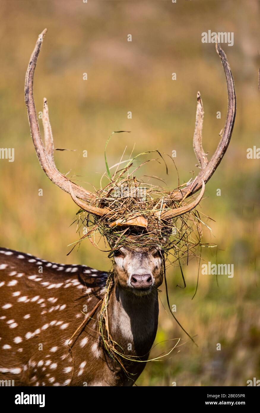 Cheetal (Axis axis) or spotted deer, India Stock Photo