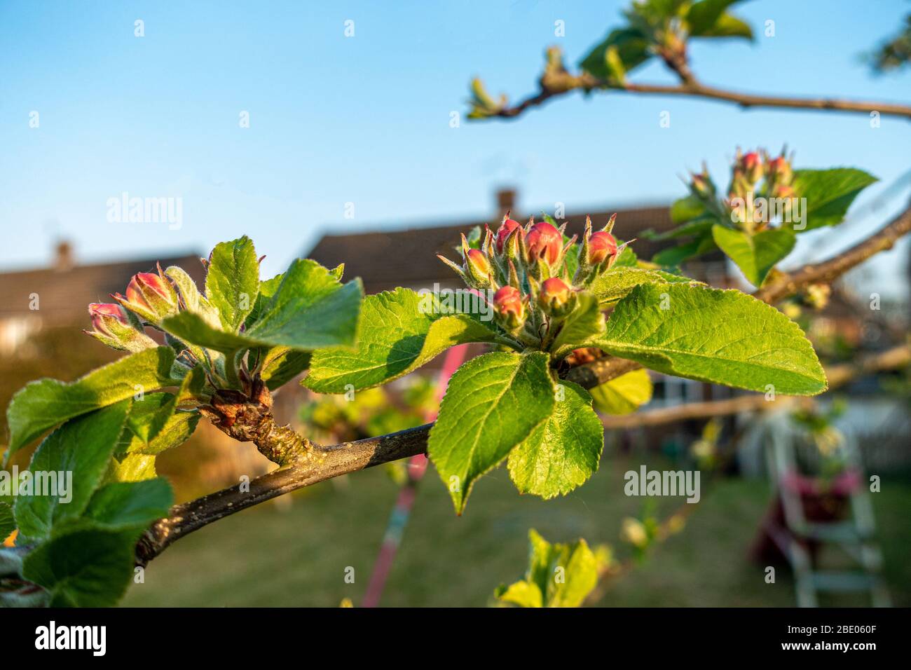Close up of flower buds on an apple tree in a back garden. Stock Photo