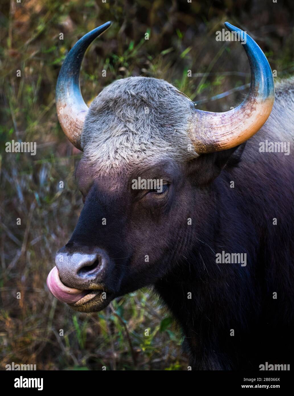 Headshot of gaur (Bos gaurus) or Indian bison, India Stock Photo