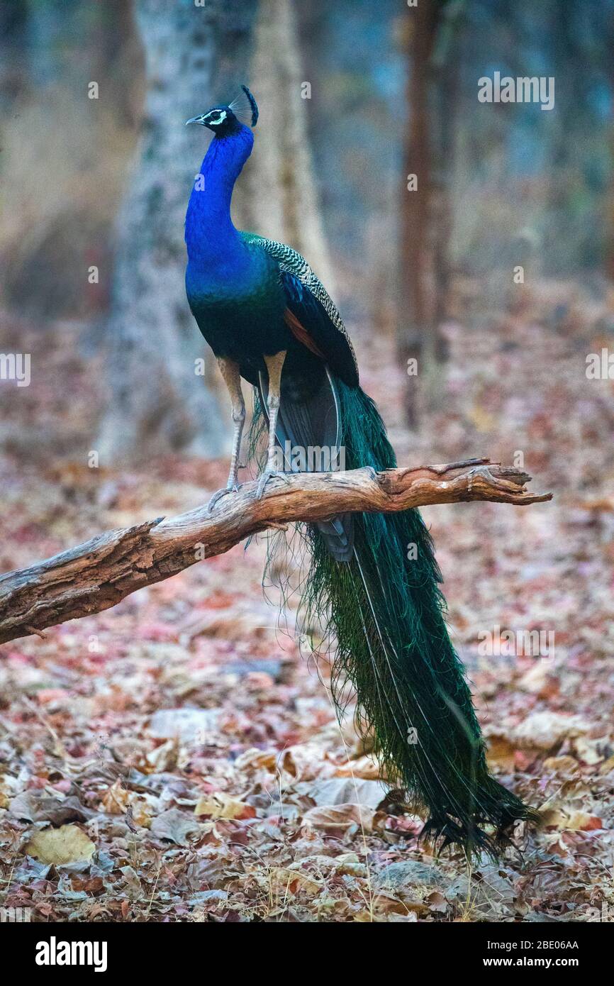 Peacock perching on branch, India Stock Photo