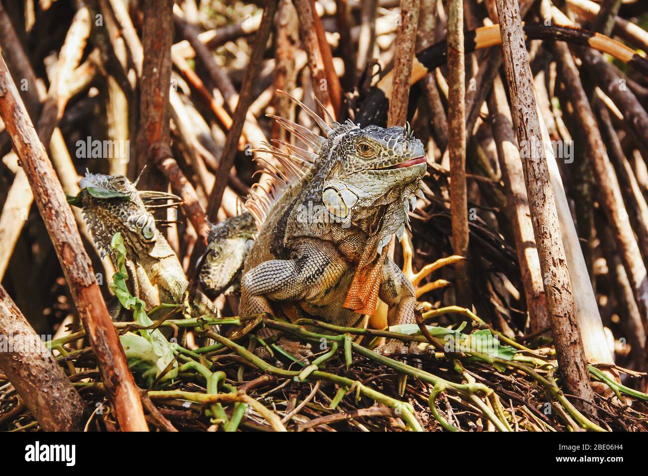 Green iguana or American iguana is a lizard reptile in a Mexican jungle in Oaxaca Mexico Stock Photo