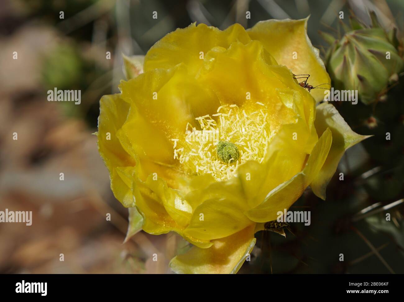 Close up of a beautiful yellow Prickly Pear flower and the insects that it attracts. Stock Photo