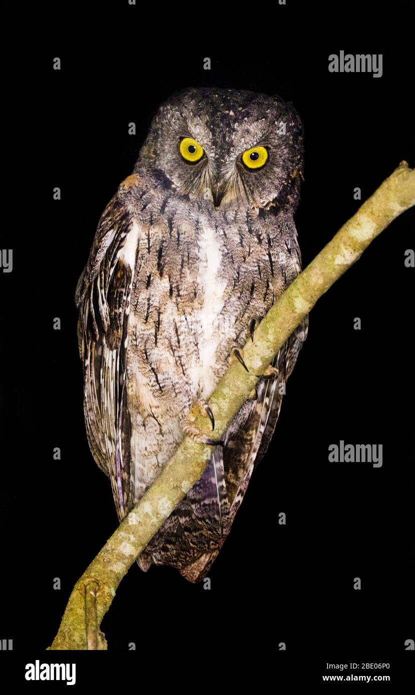 Portrait of owl at night, Madagascar Stock Photo