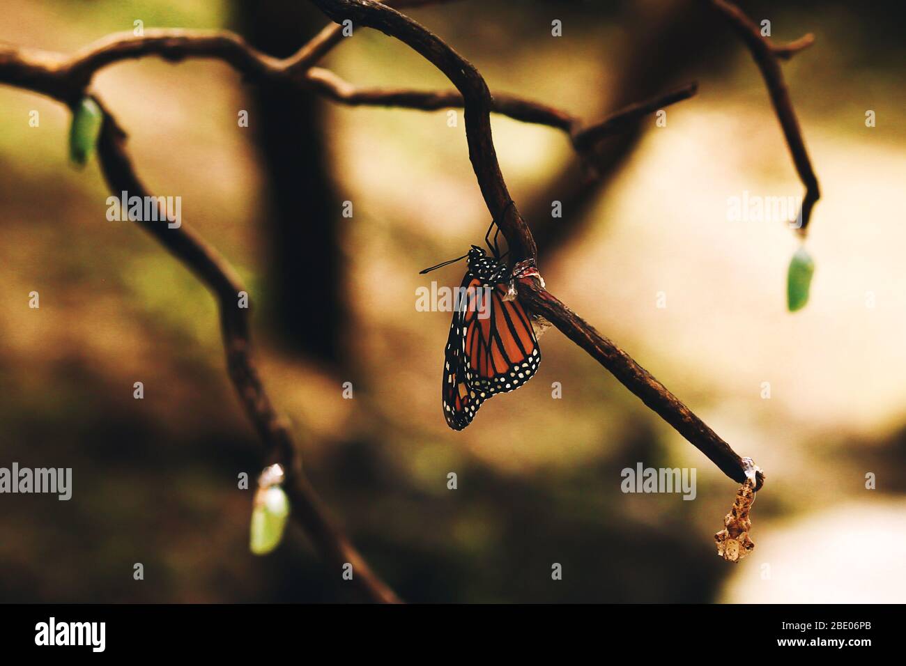 butterfly chrysalis change form from caterpillar to cocoon to butterfly Stock Photo Alamy