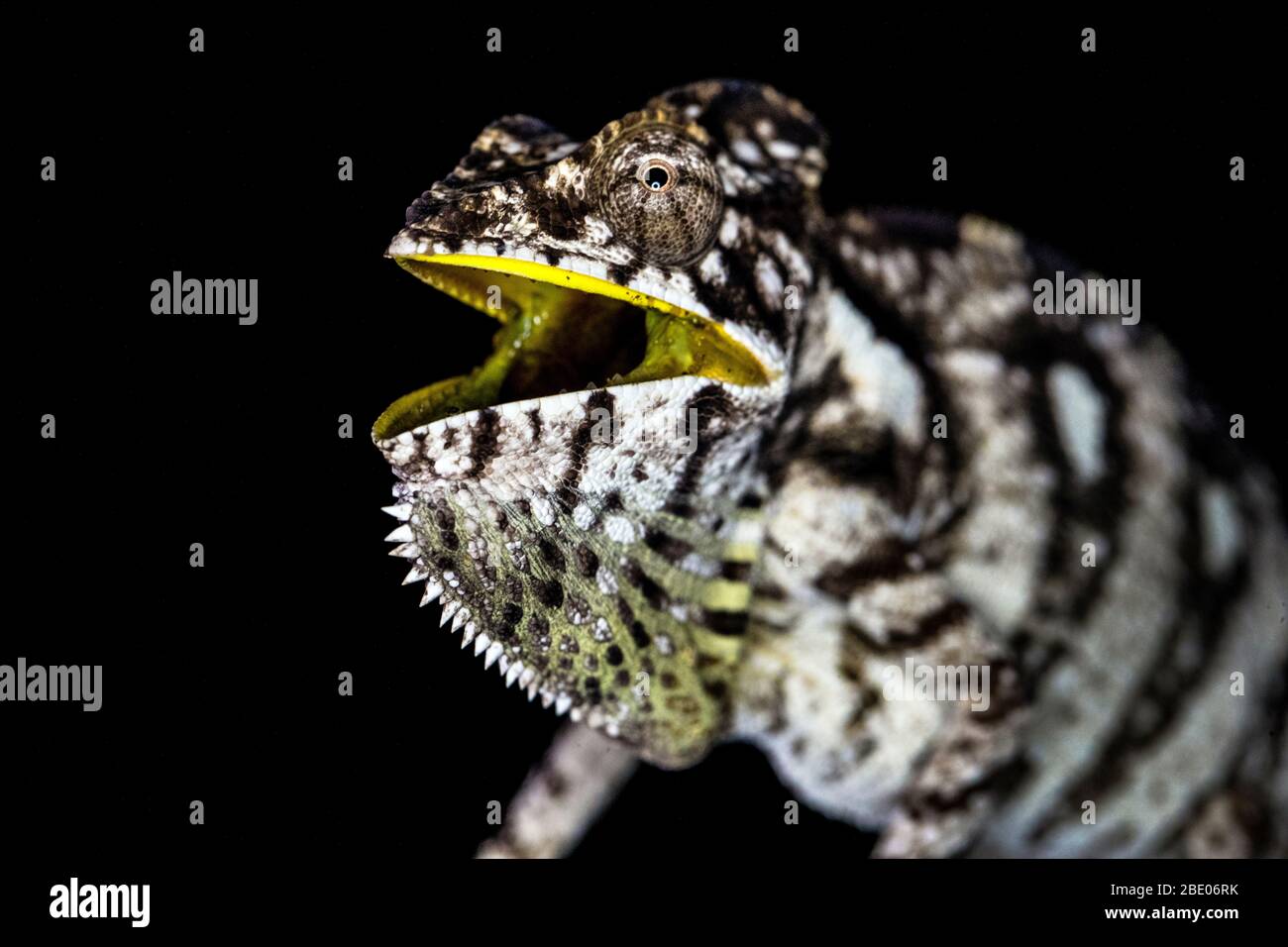 Close up of Labor's chameleon (Furcifer labordi ), Madagascar Stock Photo