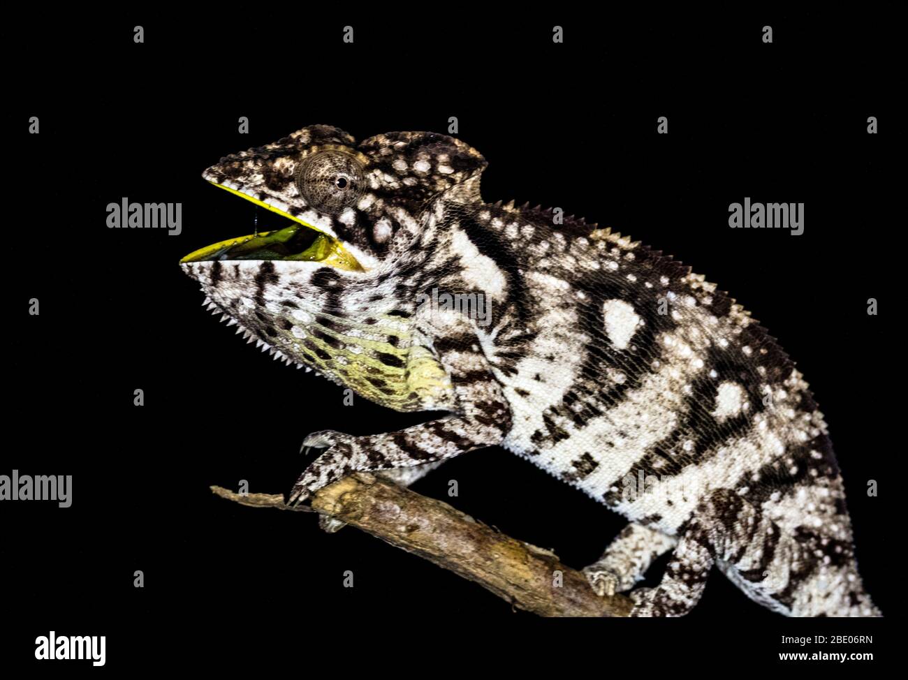 Close up of Labords chameleon (Furcifer labordi ), Madagascar Stock Photo