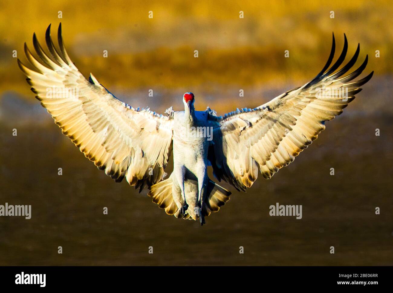 Portrait of Sandhill crane with spread wings, New Mexico, USA Stock Photo