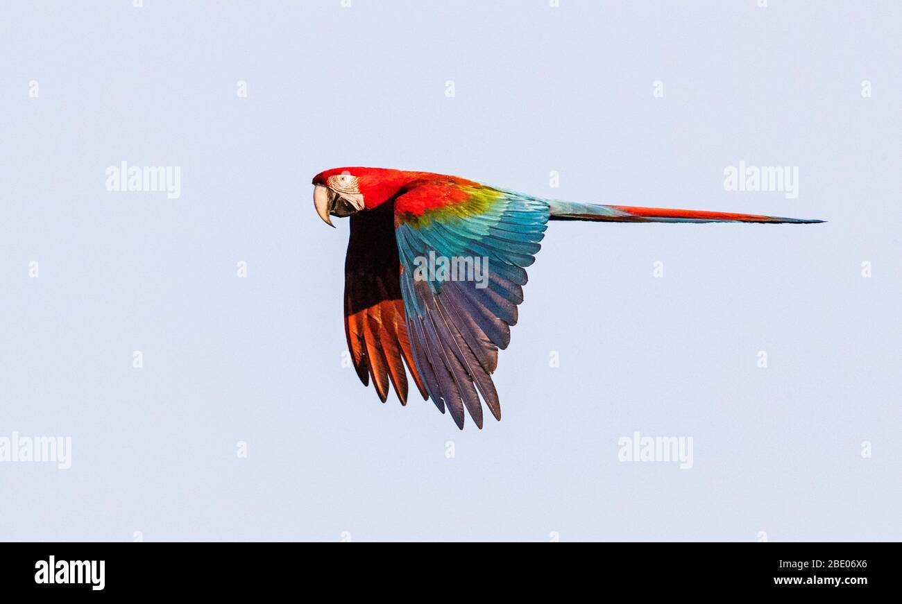 View of red and green macaw flying on sky , Pantanal, Brazil Stock Photo