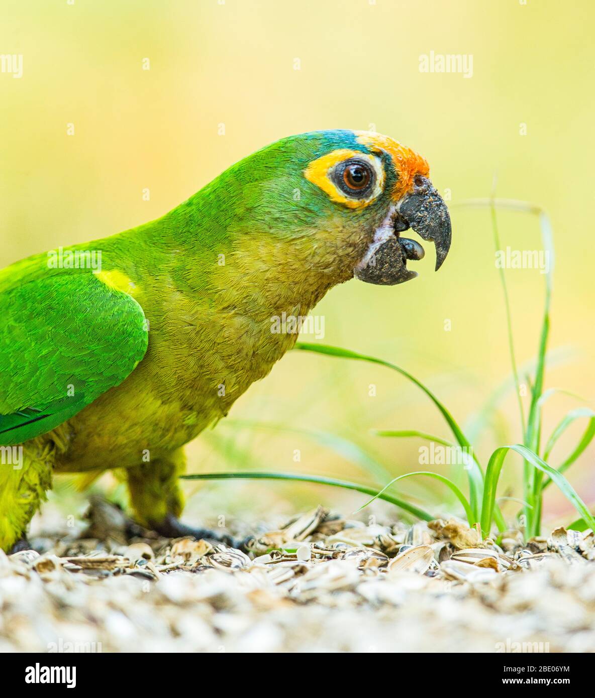 Portrait of Peach-fronted parakeet, Porto Jofre , Mato Grosso, Cuiaba River, near the mouth of the Three Brothers in the northern Pantanal, Brazil Stock Photo