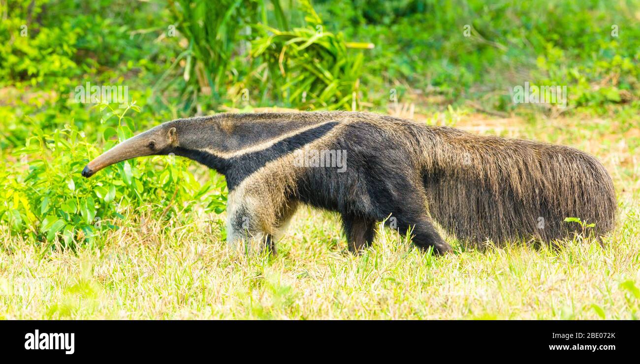 Portrait of walking Giant anteater, Porto Jofre , Mato Grosso, Cuiaba River, near the mouth of the Three Brothers in the northern Pantanal, Brazil Stock Photo