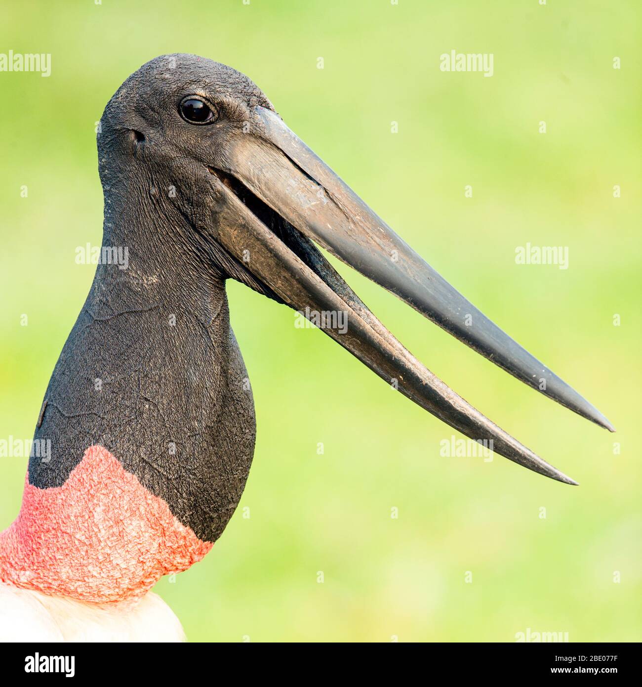Side view of Jabiru Stork, Mata Grosso, Brazil Stock Photo