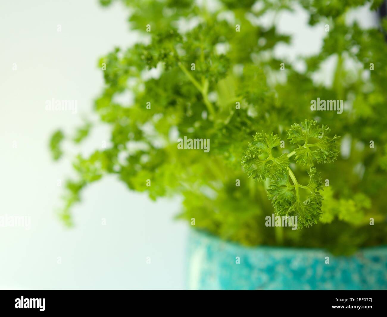 Curly parsley hires stock photography and images Alamy