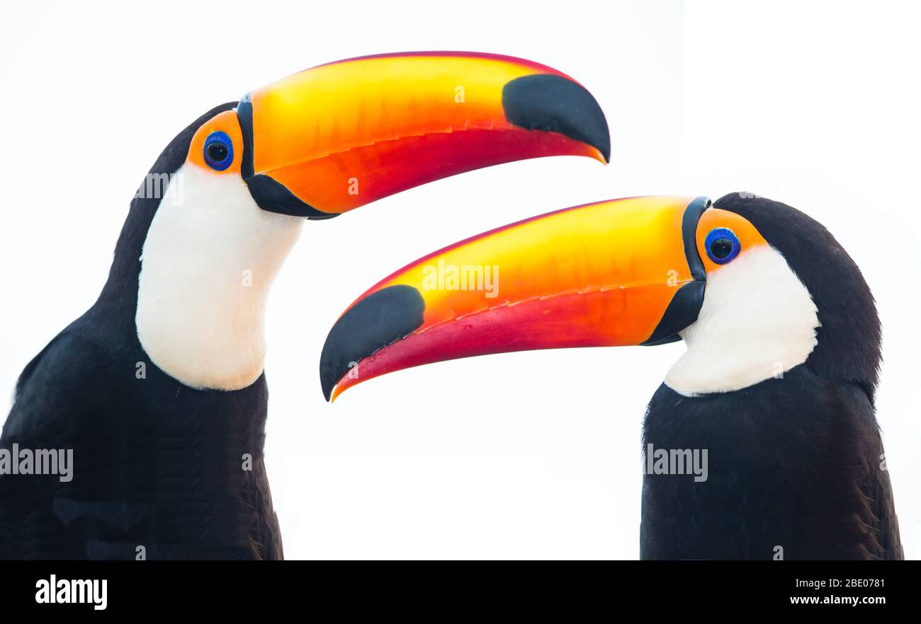 Portrait of toco toucan, Mato Grosso, Brazil Stock Photo