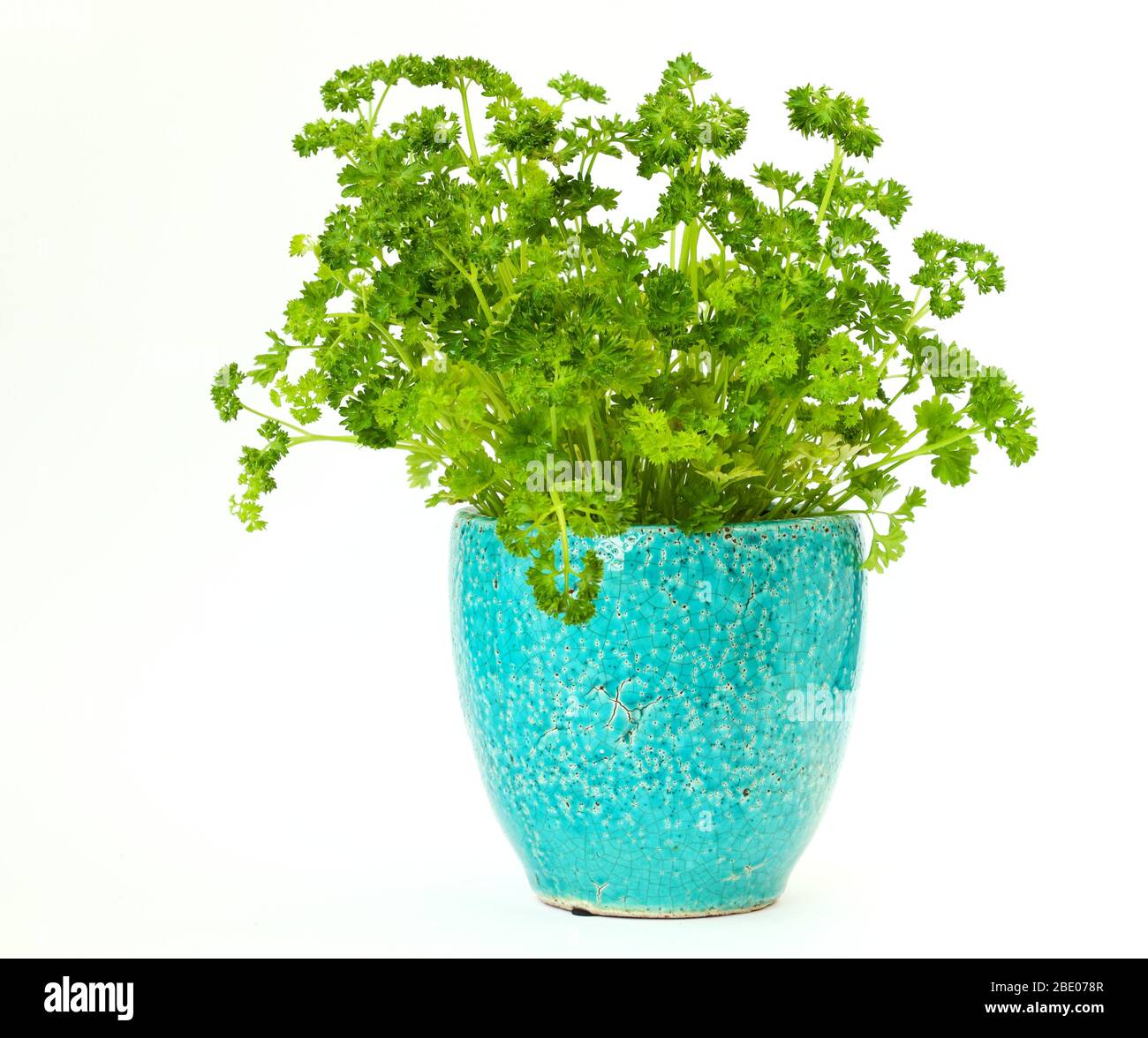 Closeup of a curly parsley plant in a beautiful turquoise pot on a