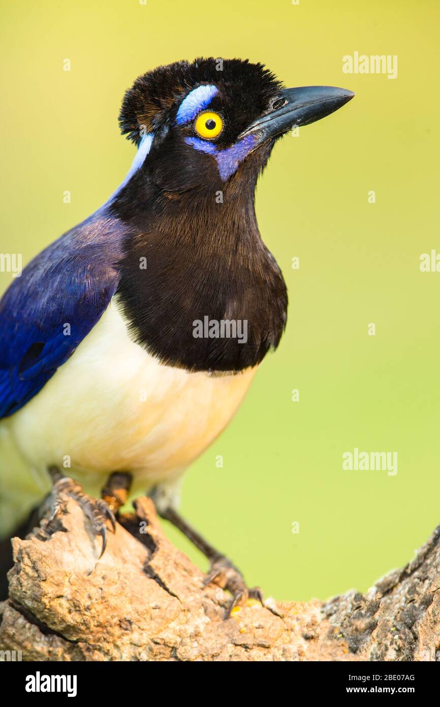 Plush-crested jay perching on branch, Mato Grosso, Brazil Stock Photo