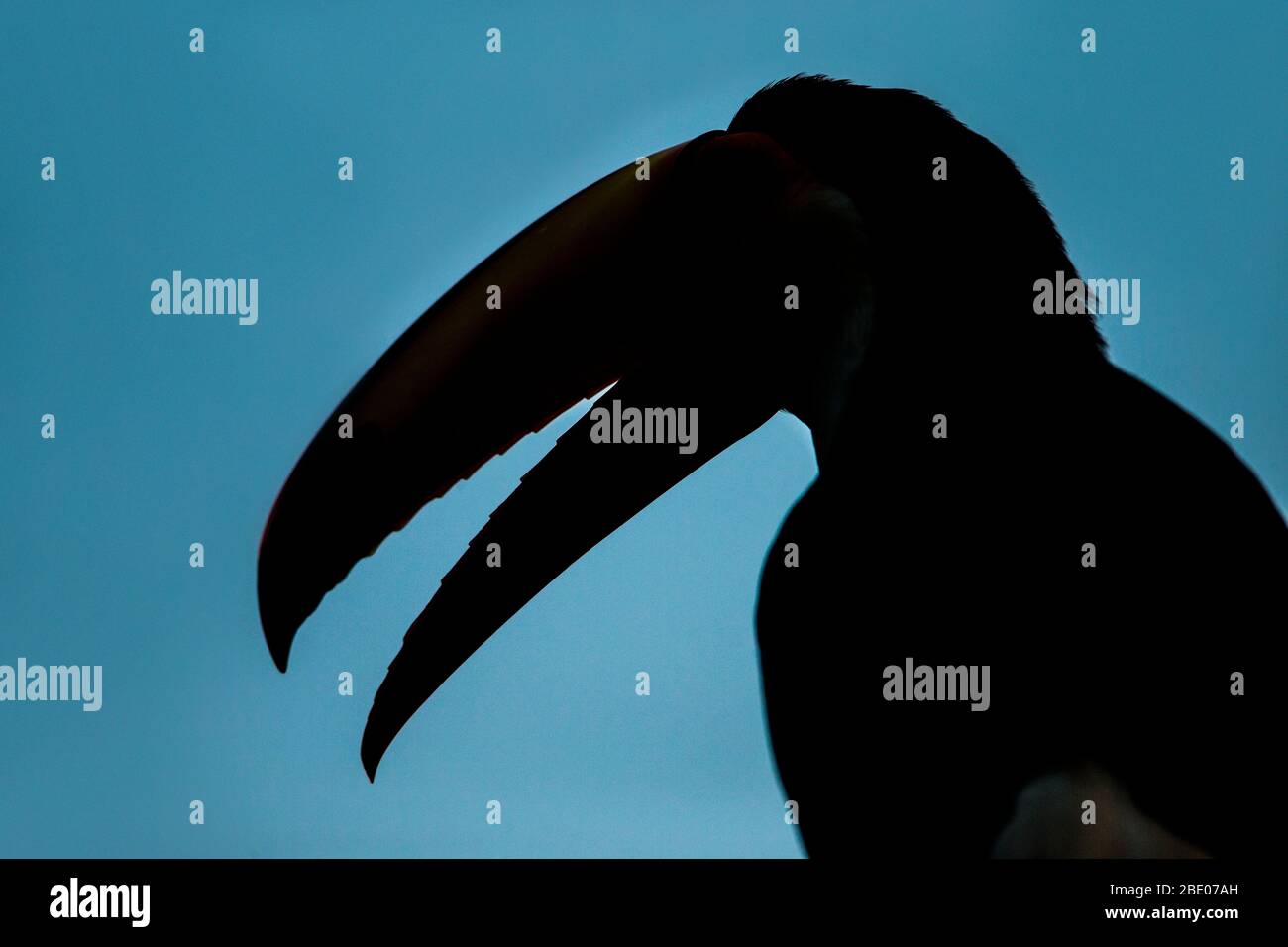 Toco toucan silhouette, Mato Grosso, Brazil Stock Photo