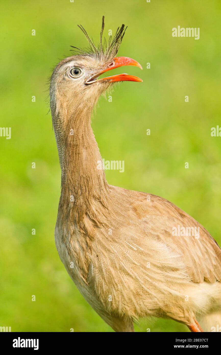 Portrait of red-legged seriema (Cariama cristata) , Mato Grosso, Brazil Stock Photo