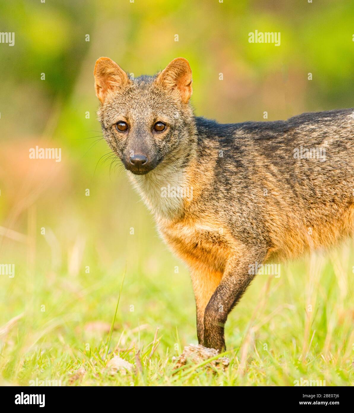 Crab Eating Fox High Resolution Stock Photography and Images Alamy
