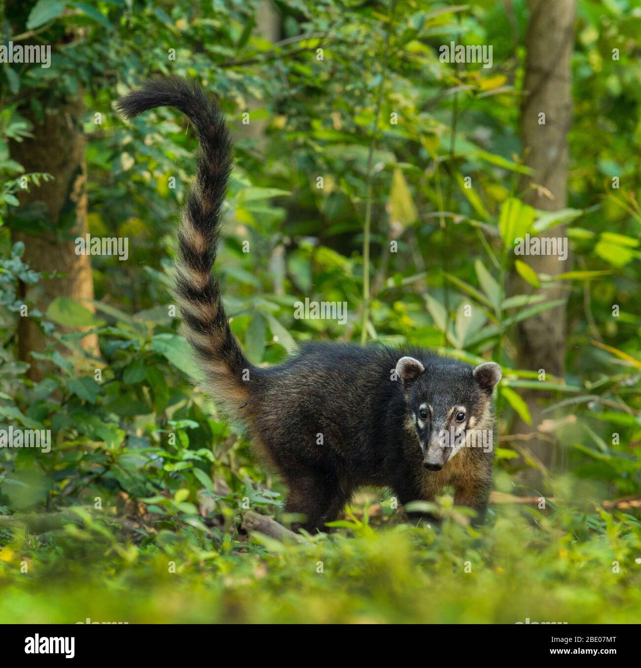 Portrait of South American coati (Nasua nasua) standing in forest, Porto Jofre, Pantanal, Brazil Stock Photo