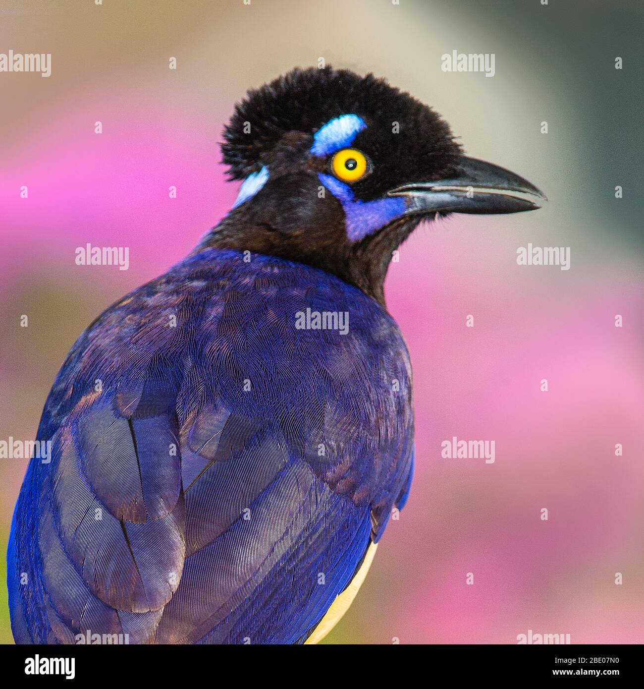 Portrait of plush-crested jay (Cyanocorax chrysops), Porto Jofre, Pantanal, Brazil Stock Photo