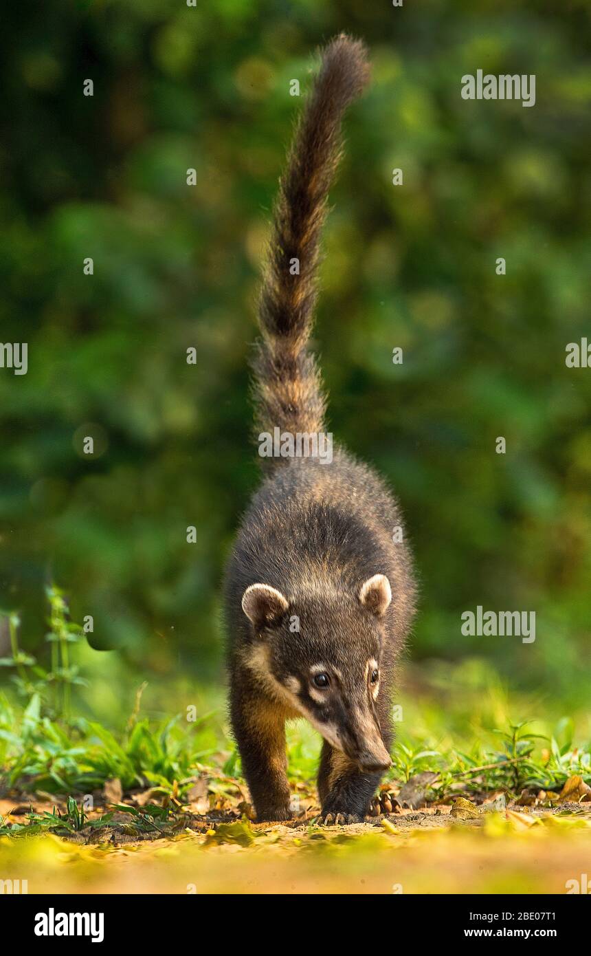 South American coati (Nasua nasua) walking outdoors, Porto Jofre, Pantanal, Brazil Stock Photo