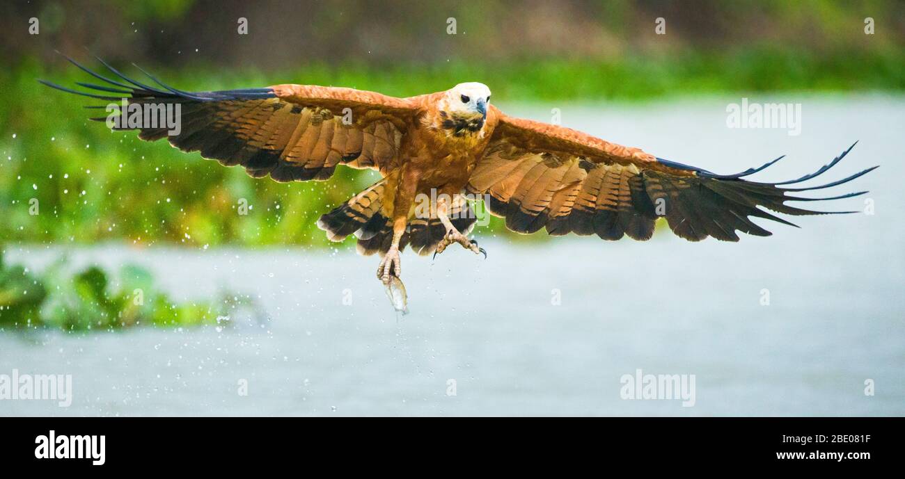 Brown bird of prey flying with caught fish in claw, Porto Jofre, Pantanal, Brazil Stock Photo