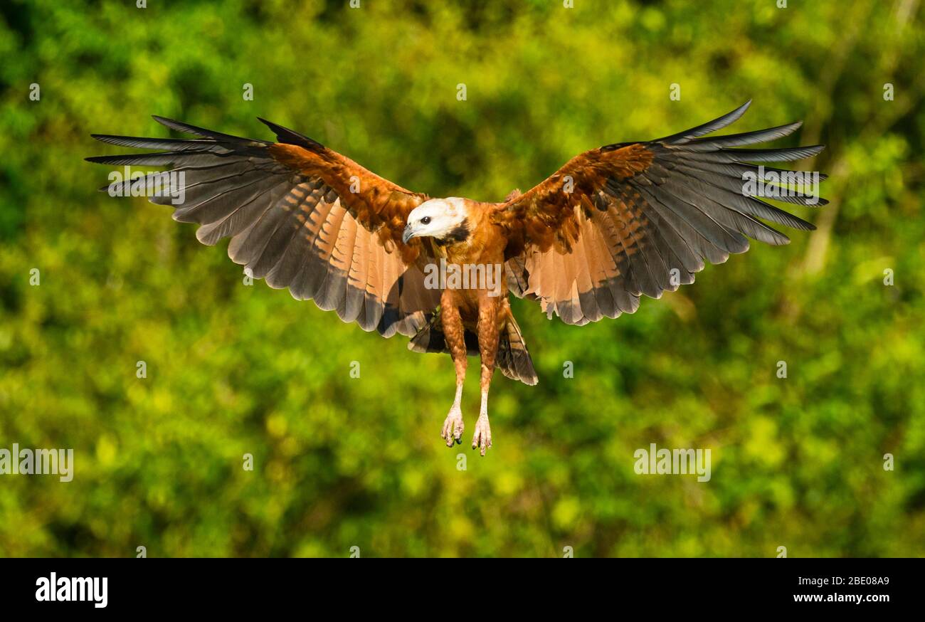 Flying black-collared hawk (Busarellus nigricollis), Porto Jofre, Mato Grosso, Brazil Stock Photo