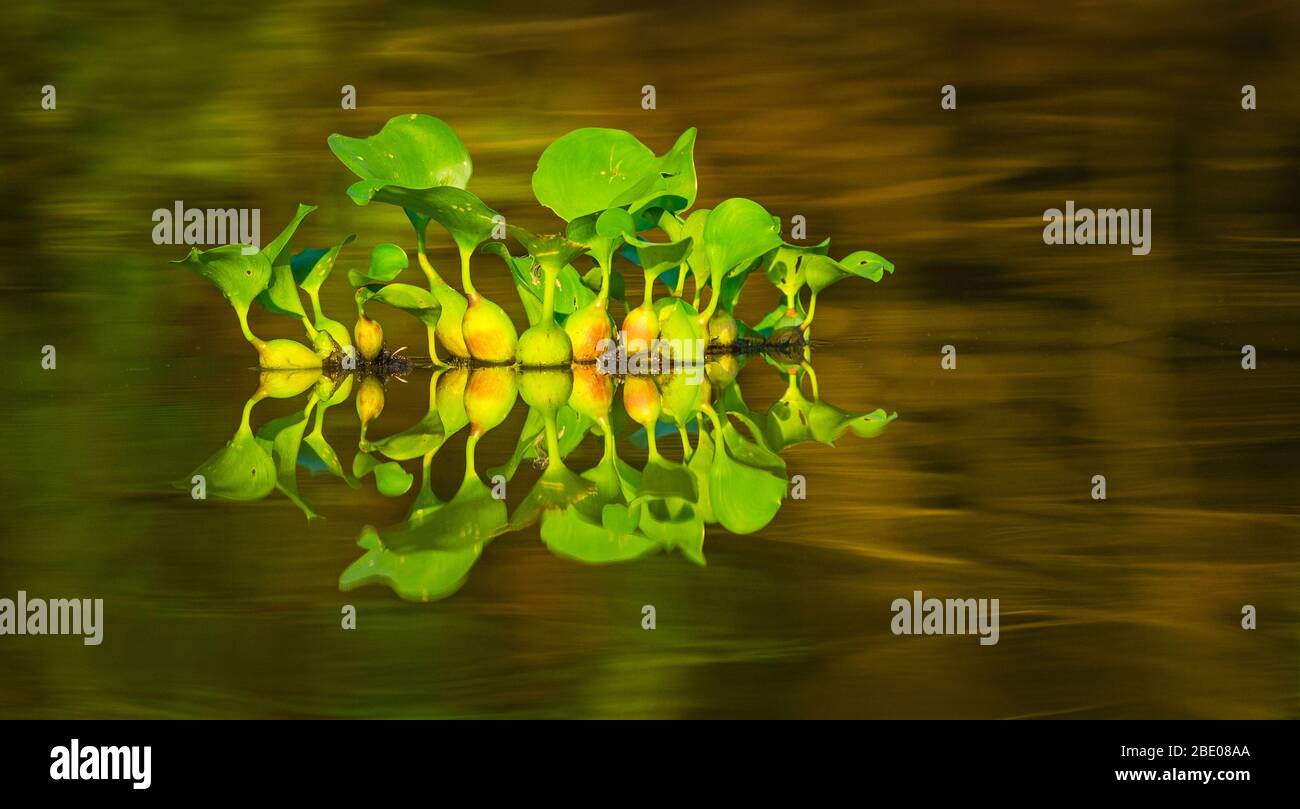 Water hyacinth (Eichhornia crassipes) reflecting in water, Porto Jofre, Mato Grosso, Brazil Stock Photo