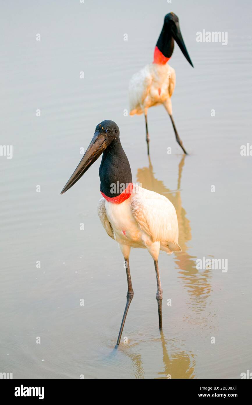View of two Jabiru Storks, Porto Jofre , Mato Grosso, Cuiaba River, near the mouth of the Three Brothers in the northern Pantanal, Brazil Stock Photo