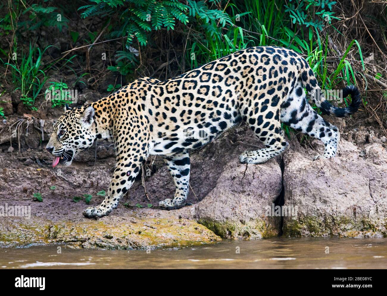 View of walking Jaguar, Porto Jofre , Mato Grosso, Cuiaba River, near the mouth of the Three Brothers in the northern Pantanal, Brazil Stock Photo