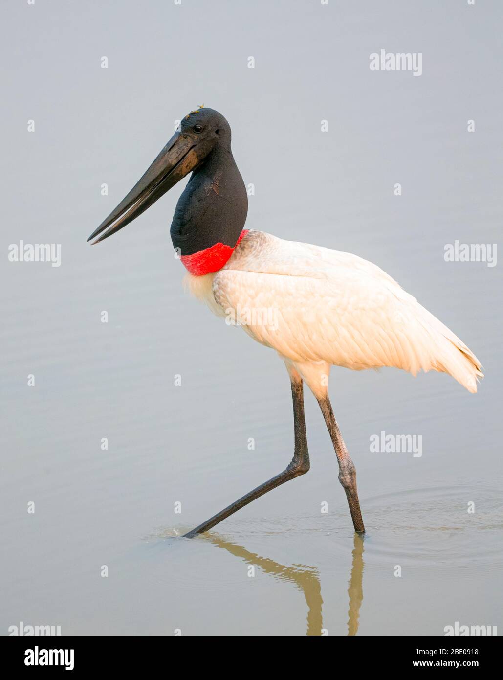 Close up of standing Jabiru Stork, Porto Jofre , Mato Grosso, Cuiaba River, near the mouth of the Three Brothers in the northern Pantanal, Brazil Stock Photo
