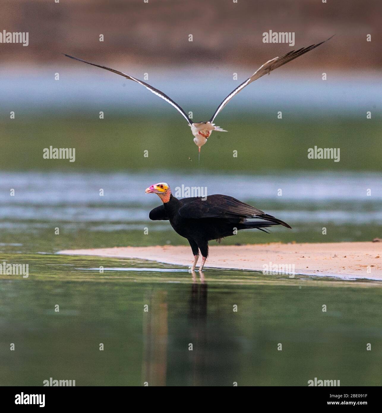 View of standing Yellow-headed turkey vulture and flying Black skimmer, Porto Jofre , Mato Grosso, Cuiaba River, near the mouth of the Three Brothers in the northern Pantanal, Brazil Stock Photo