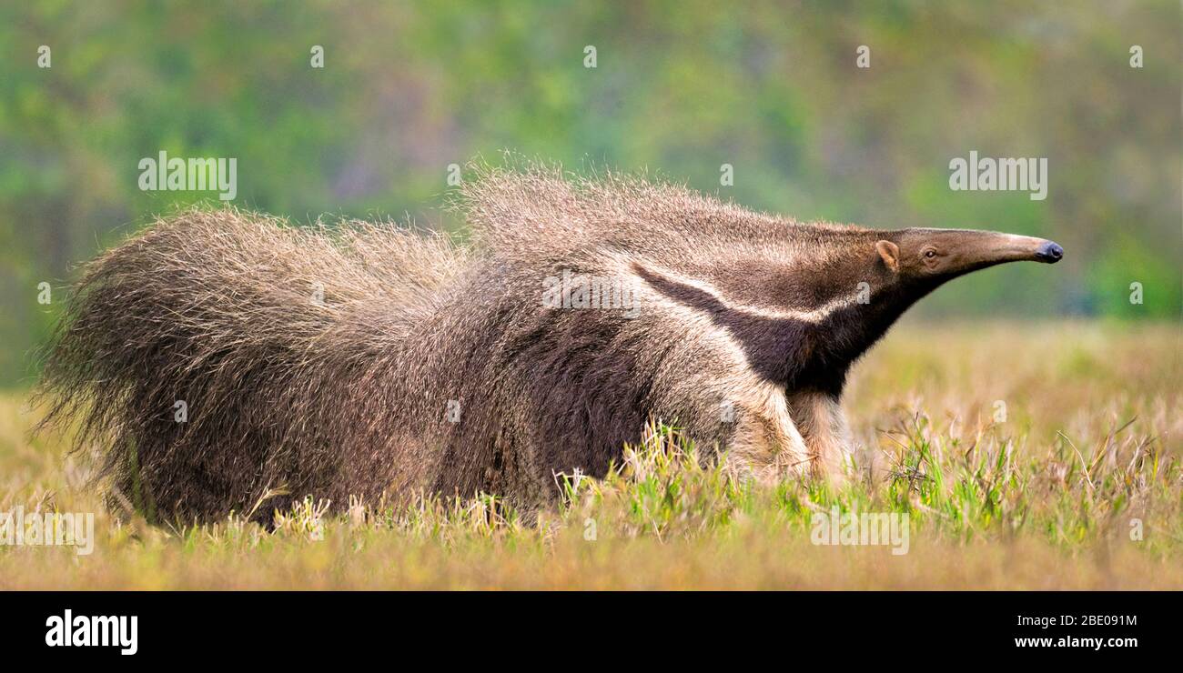 Close up of walking Giant anteater, Porto Jofre , Mato Grosso, Cuiaba River, near the mouth of the Three Brothers in the northern Pantanal, Brazil Stock Photo
