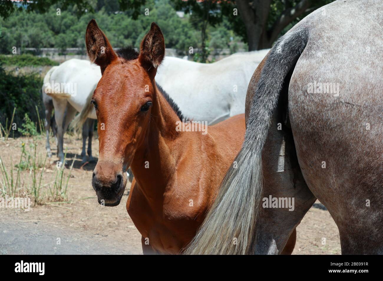 Lusitano foal standing behind the tail of its mare mother Stock Photo