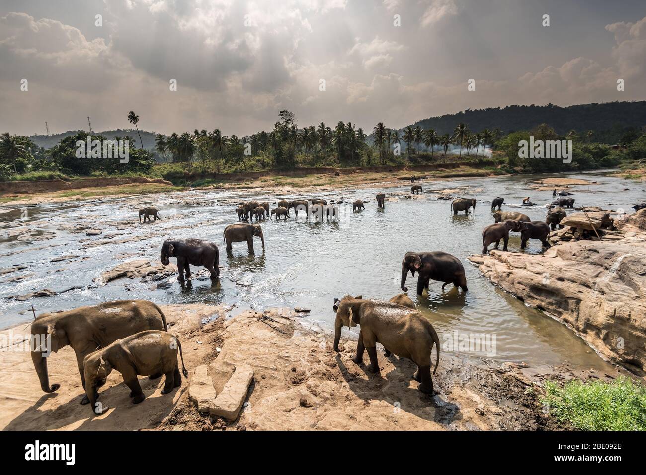 Pinnawala Elephant Orphanage, Sri Lanka Stock Photo Alamy